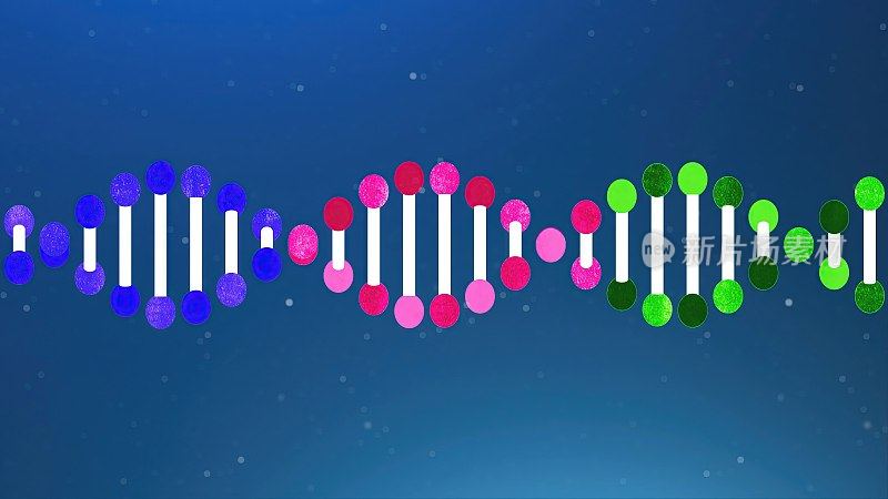 DNA -分子结构，